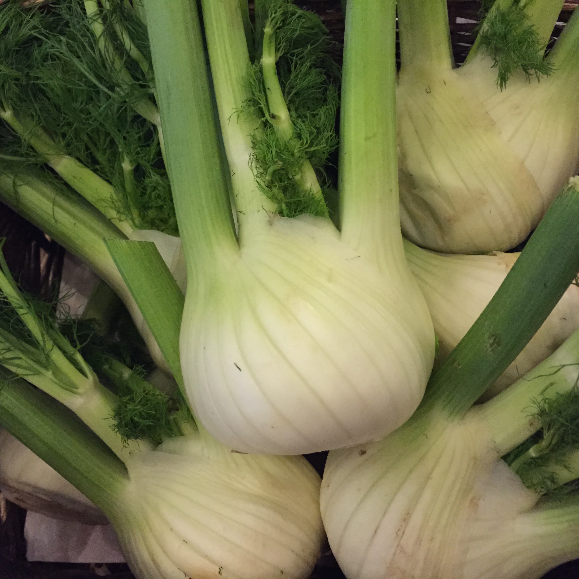 Fennel And Potato Gratin